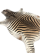 Load image into Gallery viewer, A Grade Zebra Hide Rug [A+3]

