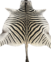 Load image into Gallery viewer, Trophy AA Grade Zebra Hide Rug [T/AA25-4]
