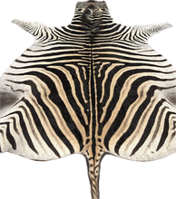 Load image into Gallery viewer, AA Grade Zebra Hide Rug [AA92]
