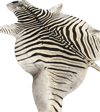 Load image into Gallery viewer, A Grade Zebra Hide Rug [A25-7]
