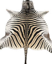 Load image into Gallery viewer, A Grade Zebra Hide Rug [A25-9]
