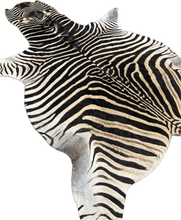 Load image into Gallery viewer, AA Grade Zebra Hide Rug [AA25-3]
