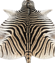 Load image into Gallery viewer, Trophy AA Grade Zebra Hide Rug [T/AA25-11]
