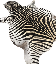 Load image into Gallery viewer, AA Grade Zebra Hide Rug [AA25-10]
