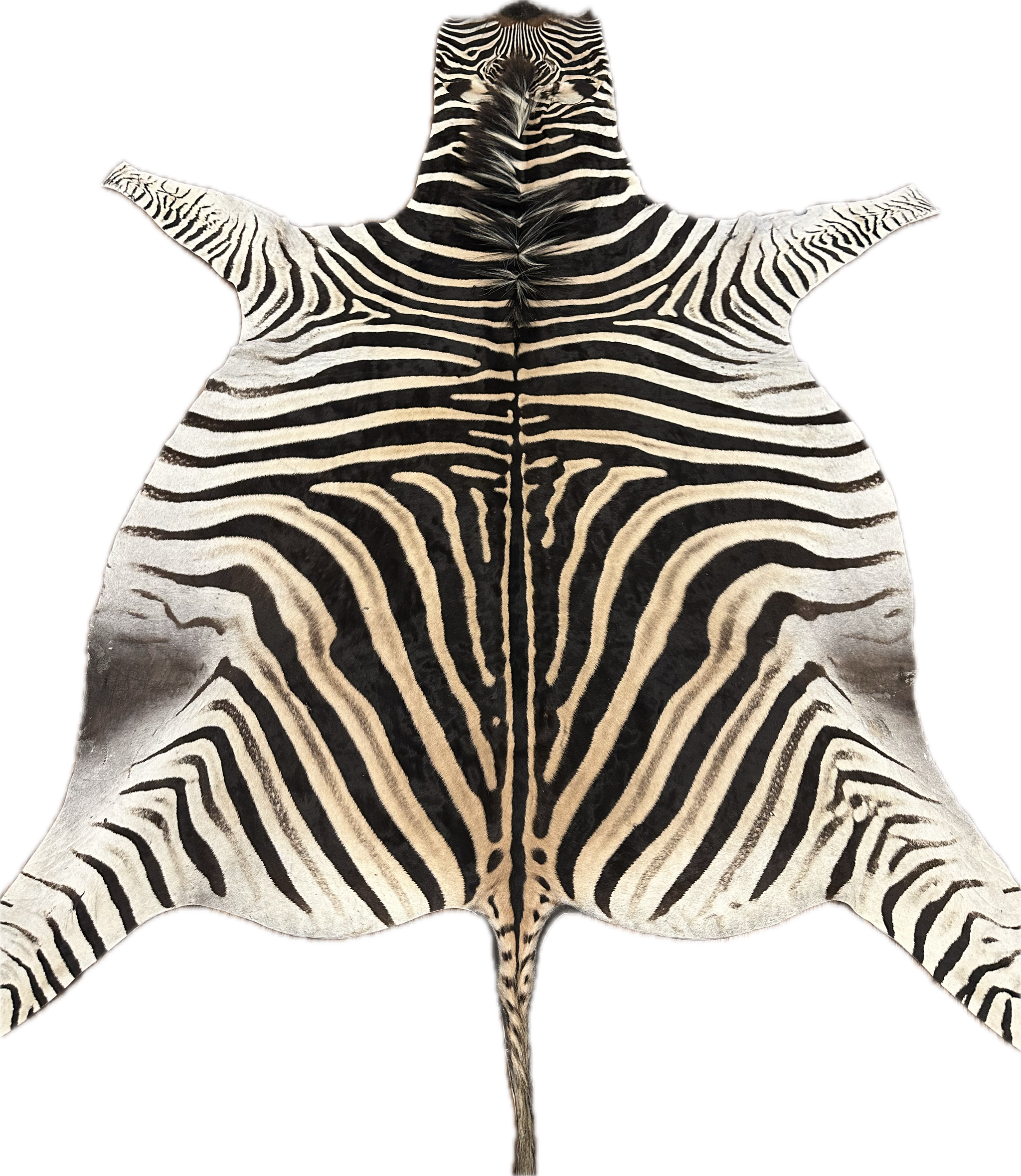 AA Grade Zebra Hide Rug [AA92] – ZebraHideRugs.com