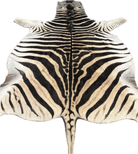 Load image into Gallery viewer, AA Grade Zebra Hide Rug [AA99]
