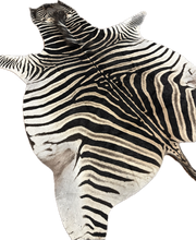Load image into Gallery viewer, AA Grade Zebra Hide Rug [AA25-15]
