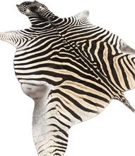 Load image into Gallery viewer, AA Grade Zebra Hide Rug [AA25-6]
