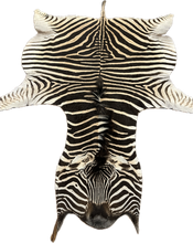 Load image into Gallery viewer, AA Grade Zebra Hide Rug [AA25-1]

