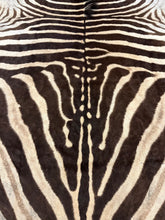 Load image into Gallery viewer, A Grade Zebra Hide Rug [A25-5]

