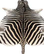 Load image into Gallery viewer, AA Grade Zebra Hide Rug [AA25-152]

