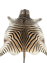 Load image into Gallery viewer, A Grade Zebra Hide Rug [A+3]
