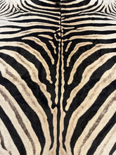 Load image into Gallery viewer, Trophy AA Grade Zebra Hide Rug [T/AA25-4]
