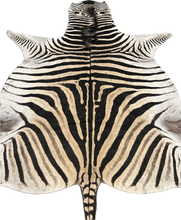 Load image into Gallery viewer, A Grade Zebra Hide Rug [A25-9]
