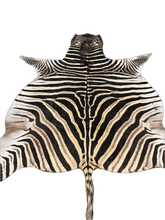 Load image into Gallery viewer, Trophy AA Grade Zebra Hide Rug [T/AA25-8]
