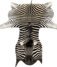 Load image into Gallery viewer, AA Grade Zebra Hide Rug [AA25-6]
