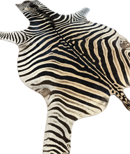 Load image into Gallery viewer, Zebra skin rug with black and white stripes on a white background
