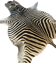 Load image into Gallery viewer, Zebra skin rug with black and white stripes on a white background
