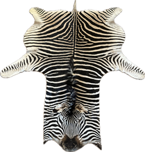 Load image into Gallery viewer, Zebra skin rug with a visible head on a white background
