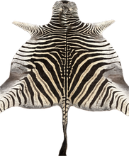Load image into Gallery viewer, Zebra skin rug with a long tail on a white background
