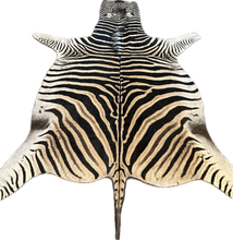 Load image into Gallery viewer, Zebra hide rug with black and white stripes on a white background
