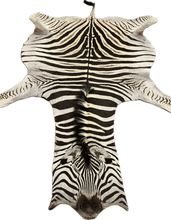 Load image into Gallery viewer, B Grade Zebra Hide Rug [B137]
