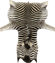 Load image into Gallery viewer, Zebra skin rug with a white background
