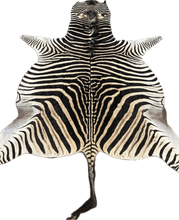 Load image into Gallery viewer, AA Grade Zebra Hide Rug [AA25-3]
