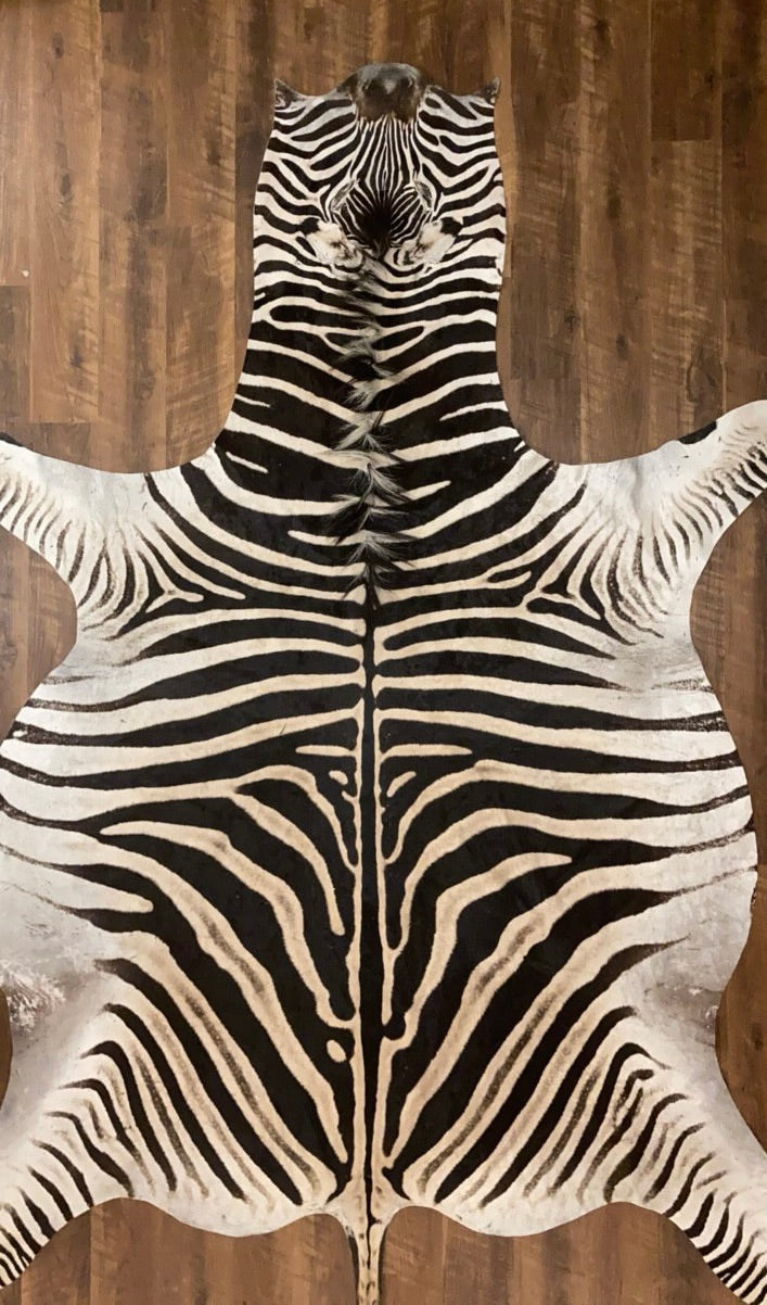 A Grade Zebra Hide Rug [A56]