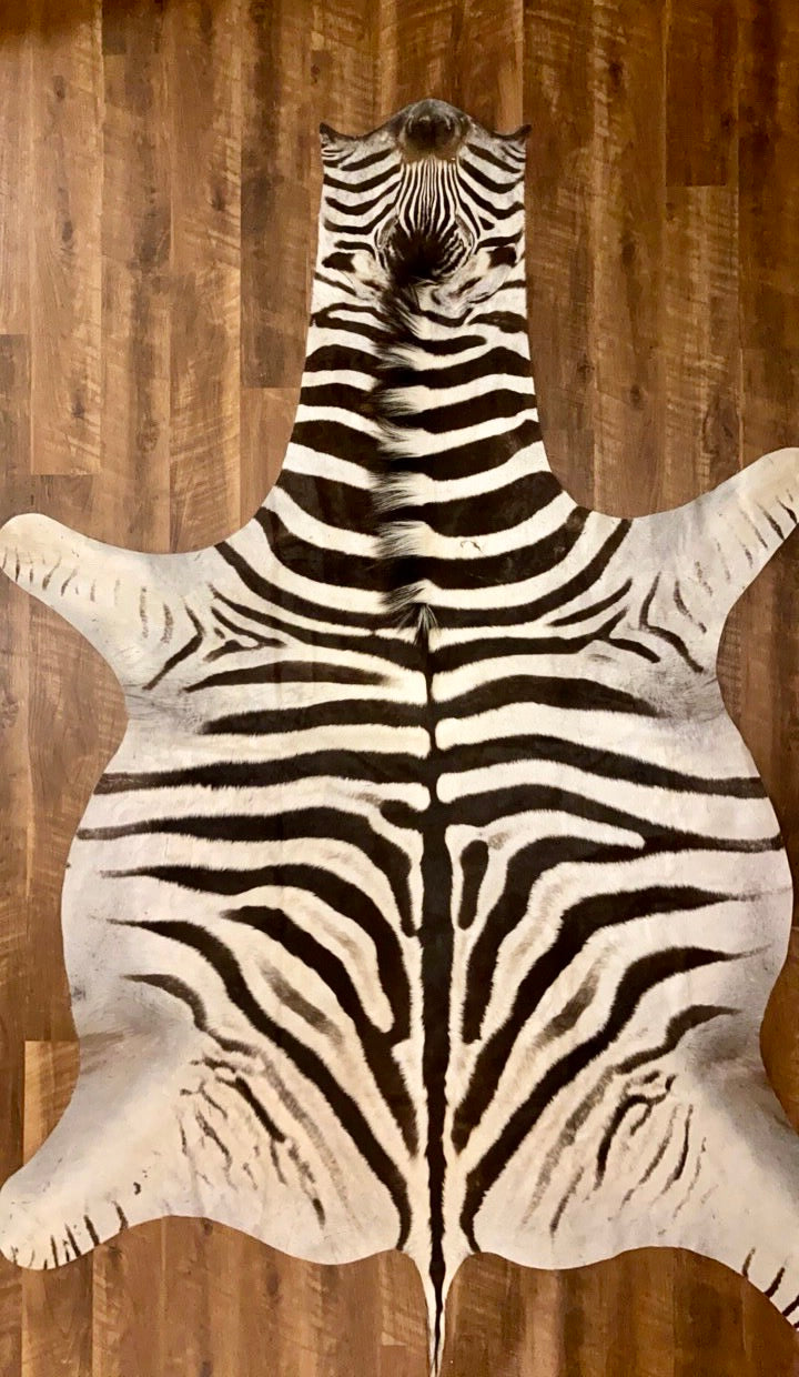 A Grade Zebra Hide Rug [A57]